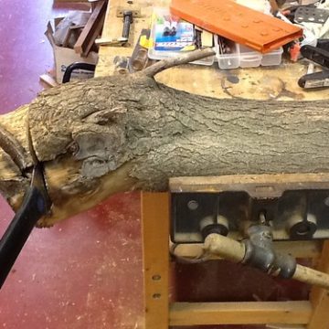 Mulberry tree trunk wood