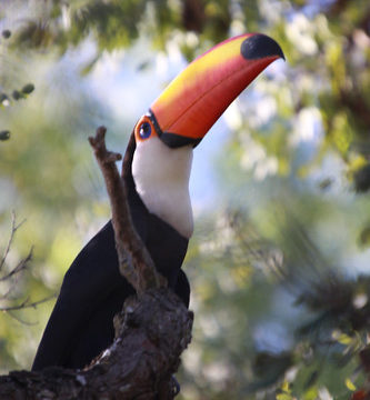 Série com o Tucano-toco ou Tucanuçu (Ramphastos toco) - Series with the Toco Toucan - 23-05-2013 - IMG_2138