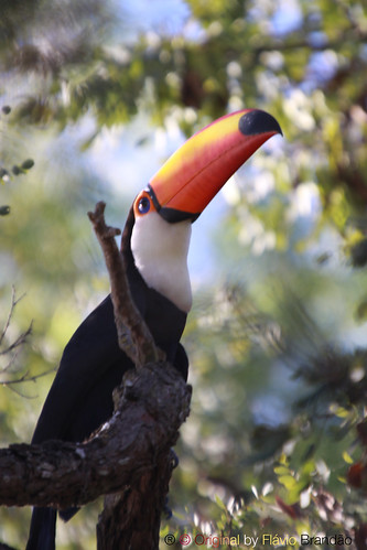 Série com o Tucano-toco ou Tucanuçu (Ramphastos toco) - Series with the Toco Toucan - 23-05-2013 - IMG_2138