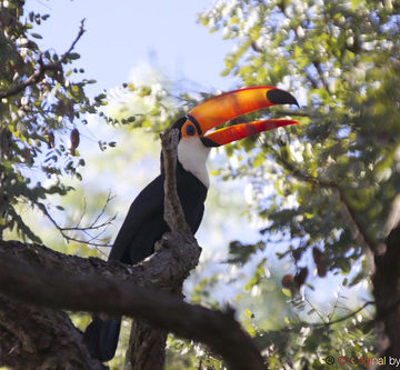 Série com o Tucano-toco ou Tucanuçu (Ramphastos toco) - Series with the Toco Toucan - 23-05-2013 - IMG_2081