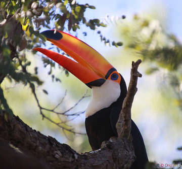 Série com o Tucano-toco ou Tucanuçu (Ramphastos toco) - Series with the Toco Toucan - 23-05-2013 - IMG_2211