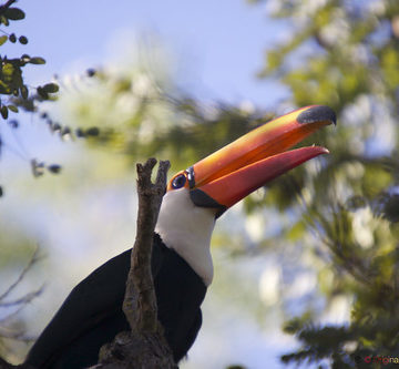 Série com o Tucano-toco ou Tucanuçu (Ramphastos toco) - Series with the Toco Toucan - 23-05-2013 - IMG_2111