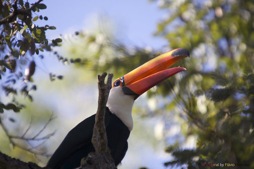 Série com o Tucano-toco ou Tucanuçu (Ramphastos toco) - Series with the Toco Toucan - 23-05-2013 - IMG_2111