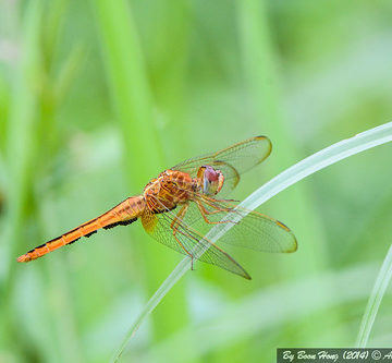 Orange River Dropwing FEMALE (Trithemis pluvialis)_DSC_3956-1