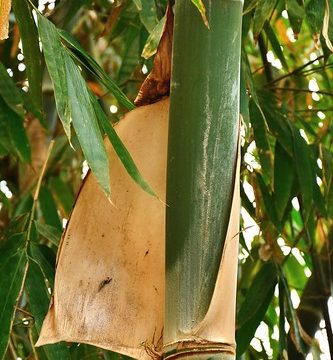 India - Sikkim - Namchi - Bamboo - 128