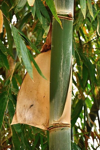 India - Sikkim - Namchi - Bamboo - 128