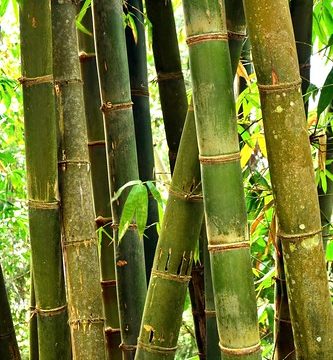 India - Sikkim - Namchi - Bamboo Forest - 123