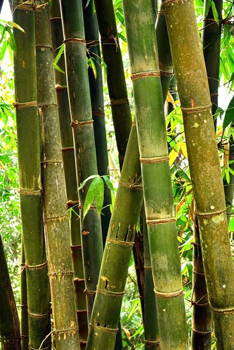 India - Sikkim - Namchi - Bamboo Forest - 123