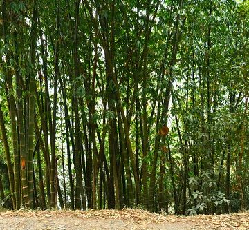 India - Sikkim - Namchi - Bamboo Forest - 121