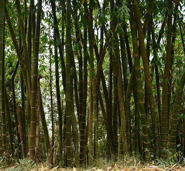 India - Sikkim - Namchi - Bamboo Forest - 120