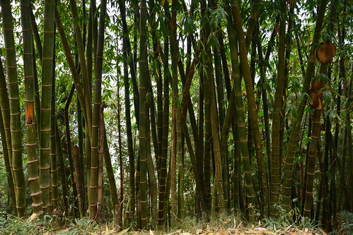 India - Sikkim - Namchi - Bamboo Forest - 120