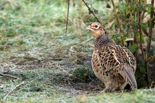 199 of year 4 - Young pheasant