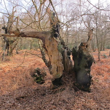 12 by 12, No.12 Ancient trees no.4 - Sherwood Forest National Nature Reserve