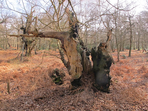 12 by 12, No.12 Ancient trees no.4 - Sherwood Forest National Nature Reserve