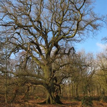 12 by 12, No.12 Ancient trees no.2 - Sherwood Forest National Nature Reserve