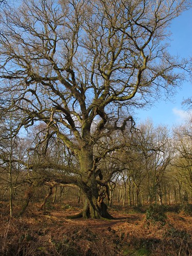 12 by 12, No.12 Ancient trees no.2 - Sherwood Forest National Nature Reserve