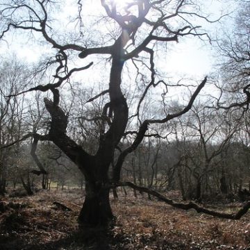 12 by 12, No.12 Ancient trees no.5 - Sherwood Forest National Nature Reserve