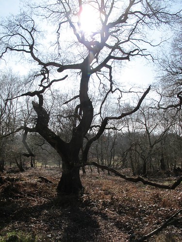 12 by 12, No.12 Ancient trees no.5 - Sherwood Forest National Nature Reserve