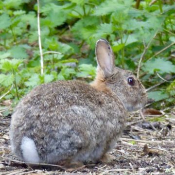 Wild Rabbits, Chesham, Chiltern Hills, Buckinghamshire, England