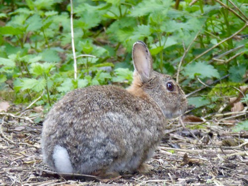 Wild Rabbits, Chesham, Chiltern Hills, Buckinghamshire, England