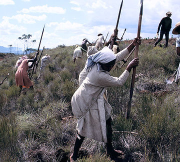 Men and women harvesting crops