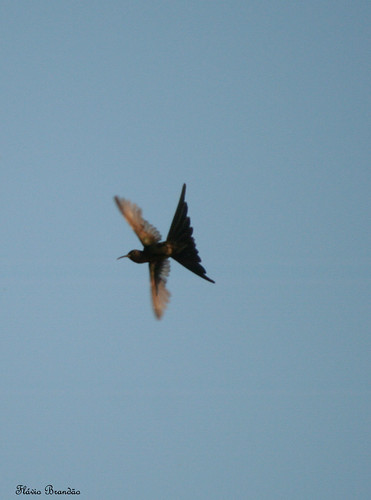 Série com o vôo do Beija-flor Tesoura (Eupetomena macroura) -  Series with the flight of the Swallow-tailed Hummingbird - 12-09-2008 - IMG_20080911_9999_65