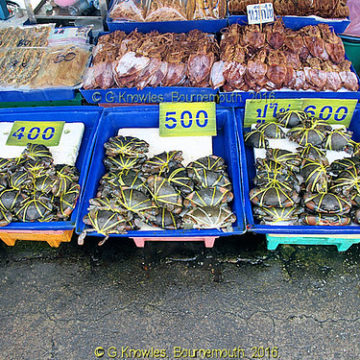 Crabs for sale on Angsila Fish Market, Chonburi Province, Thailand.