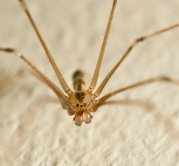 Longbodied Cellar Spider