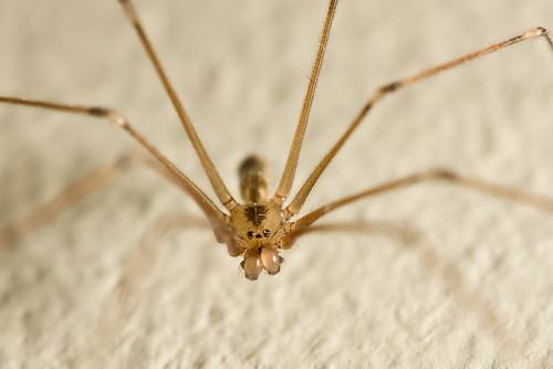 Longbodied Cellar Spider