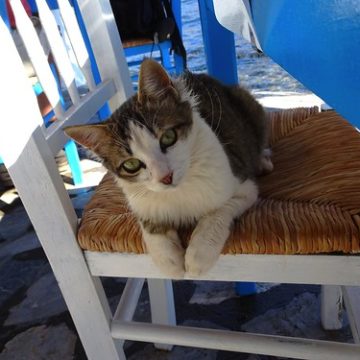 Cat on chair