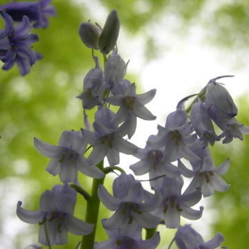 White Bluebells