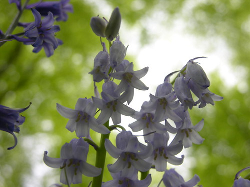 White Bluebells