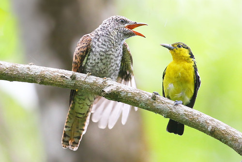 Banded Bay Cuckoo and Common Iora