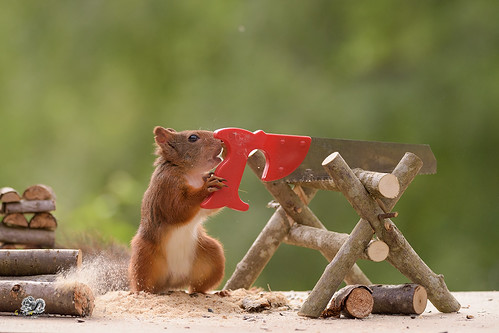 squirrel holding an saw