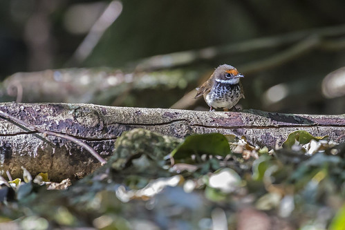 Rufous Fantail