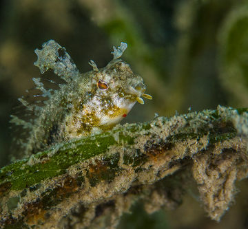 blenny2Oct15-17