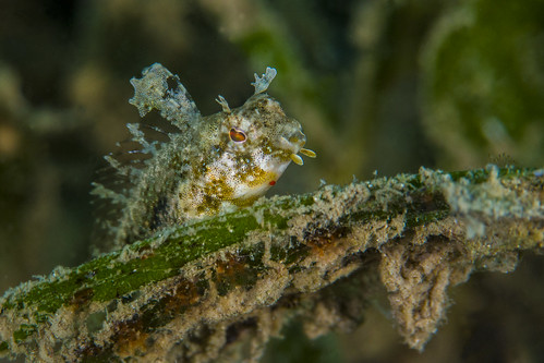 blenny2Oct15-17