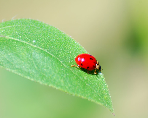 Ladybug 02