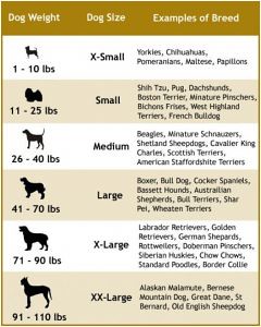 Obesity in Dogs: Symptoms, Health Issues, Recovery and Treatment, Right Obesity Food