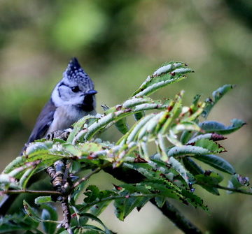 mésange huppée ( Lophophanes cristatus ) La planée 180716g2