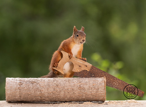 red squirrel holding an saw with a wood block