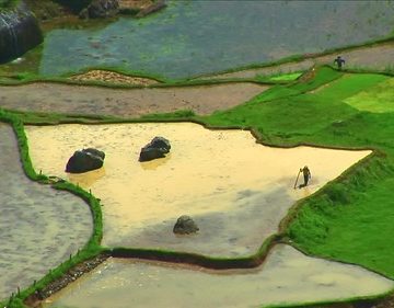 Indonesia - Sulawesi - Tanah Toraja - Preparing The Paddy Fields - 206