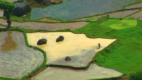 Indonesia - Sulawesi - Tanah Toraja - Preparing The Paddy Fields - 206