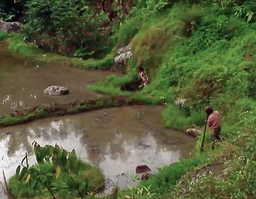 Indonesia - Sulawesi - Tanah Toraja - Preparing Paddy Field - 253