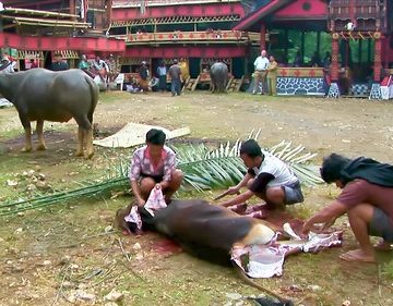 Indonesia - Sulawesi - Tana Toraja - Bori - Funeral Ceremony - Day 4 - 757