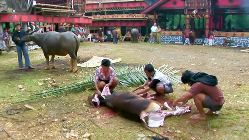 Indonesia - Sulawesi - Tana Toraja - Bori - Funeral Ceremony - Day 4 - 757