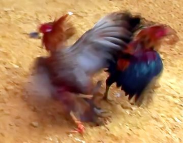 Indonesia - Sulawesi - Tana Toraja - Bori - Funeral Ceremony - Day 4 - Cock Fighting - 936