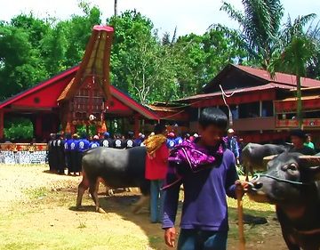 Indonesia - Sulawesi - Tana Toraja - Bori - Funeral Ceremony - Day 4 - 718