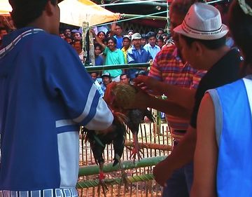 Indonesia - Sulawesi - Tana Toraja - Bori - Funeral Ceremony - Day 4 - Cock Fighting - 953