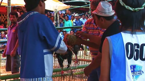 Indonesia - Sulawesi - Tana Toraja - Bori - Funeral Ceremony - Day 4 - Cock Fighting - 953